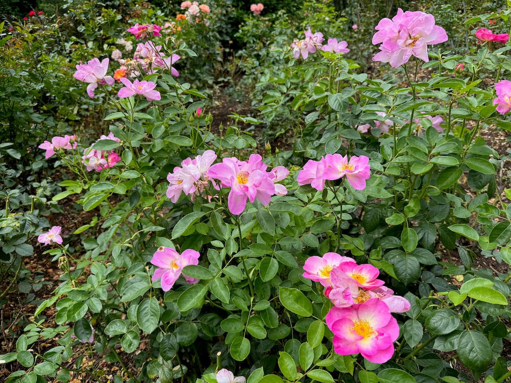Rosa 'Betty Prior' (Betty Prior Floribunda Rose) — Northwest Blooms